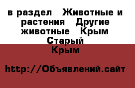  в раздел : Животные и растения » Другие животные . Крым,Старый Крым